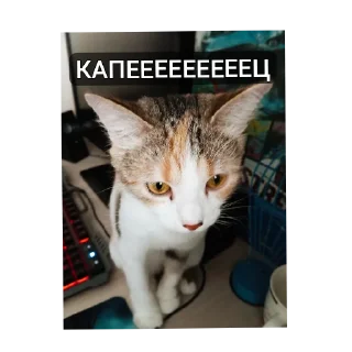 🐱
