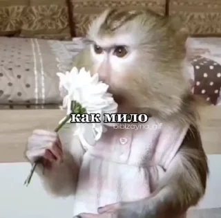 🙈