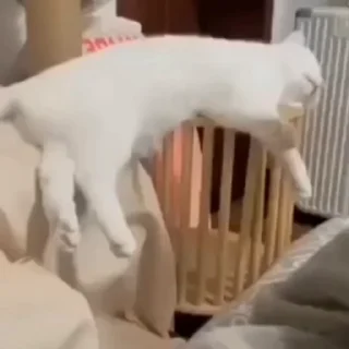 🐈