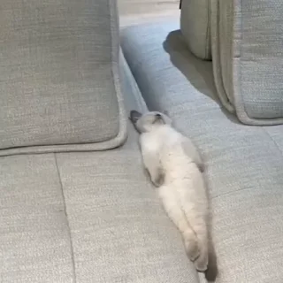 🐈