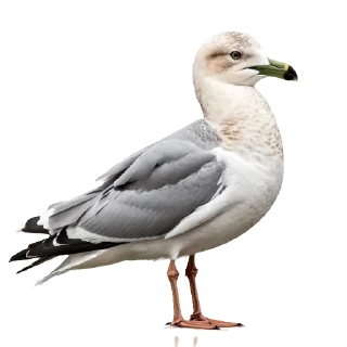 🪶