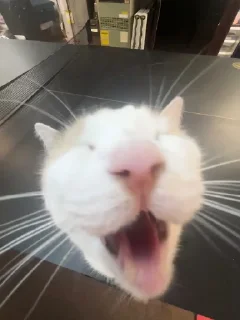 😆