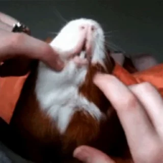 🐹