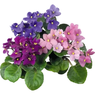 🌸