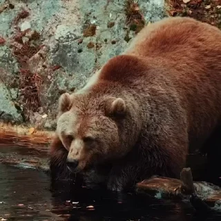 🤩