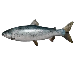 🐬