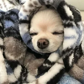 🛌