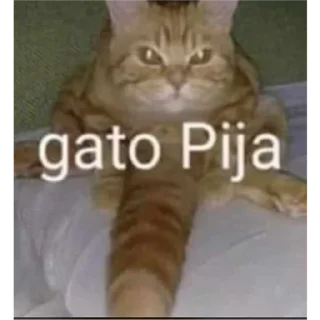 🐱