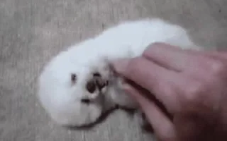 🐶