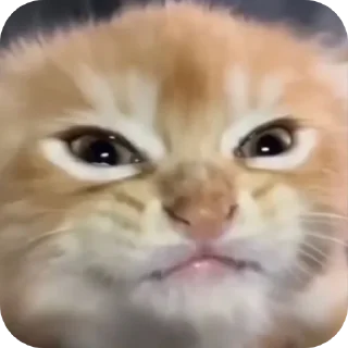 🐱
