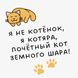 😼