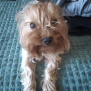 🥺