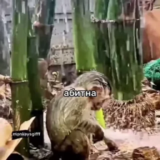 🐵