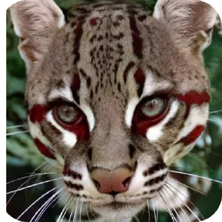 🐱