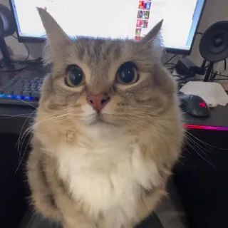🌟