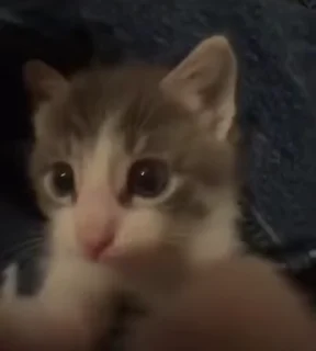 🌟