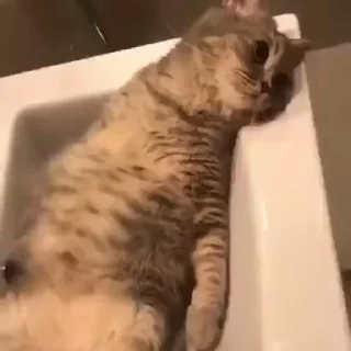 🐱