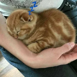 💤