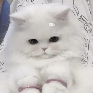 🥺