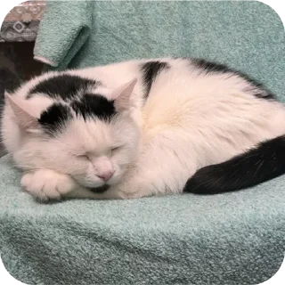 💤