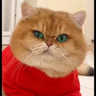 🤩