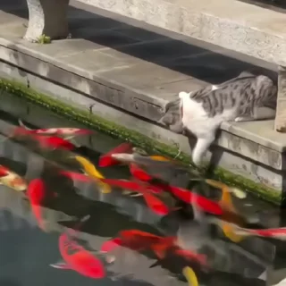 🐈‍⬛️