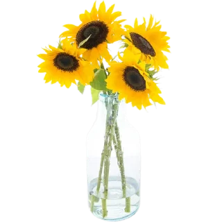 🌻
