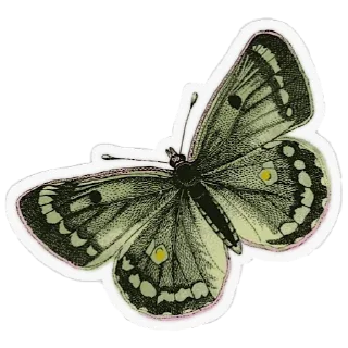 🦋