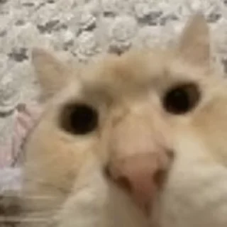 😡