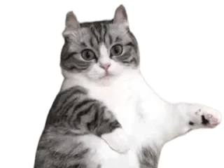 🐈