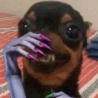 🐶