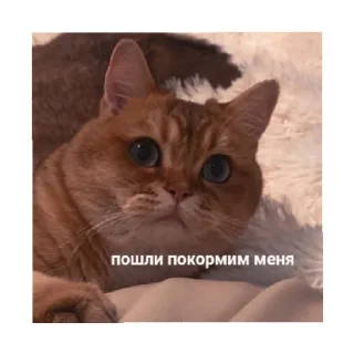 🥺