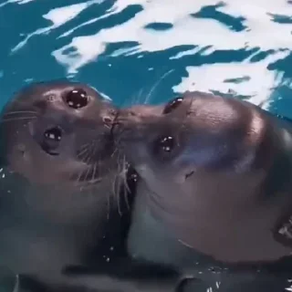 🦭