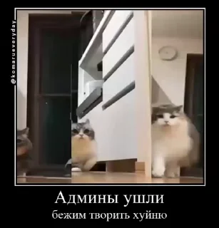 🐱