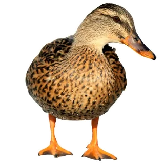 🦆