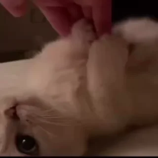 🌟