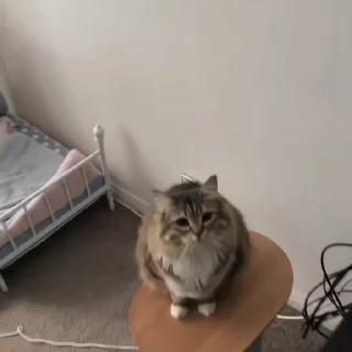 🐈‍⬛️