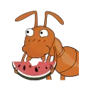 The ants DNTworry