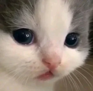 🤍