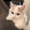 котики