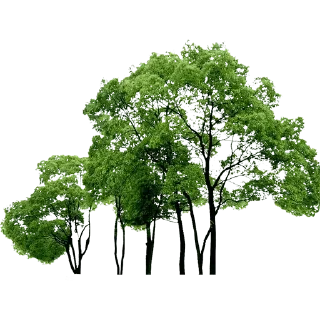 🌳