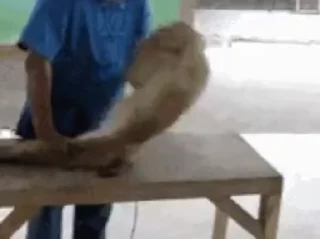 🐵
