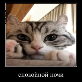 🐱