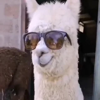 😎
