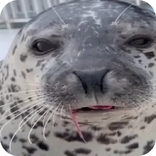 😋