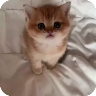 🥺