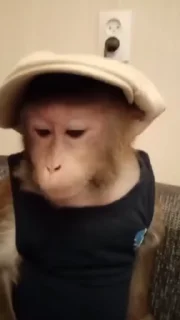 🧢