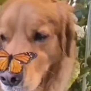 🌟