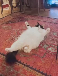 🐈‍⬛