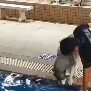 🐩